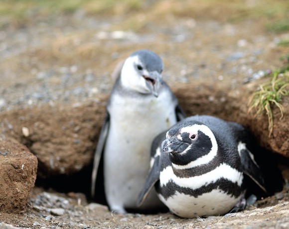 пингвины